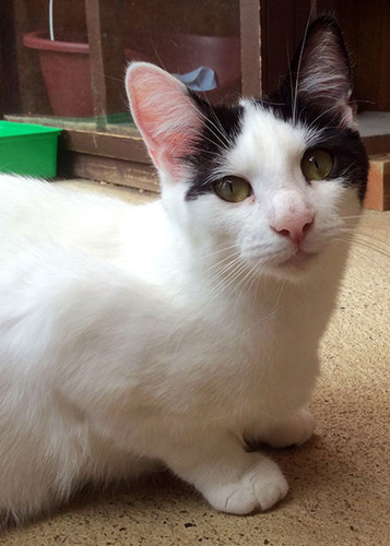 white cat with black markings