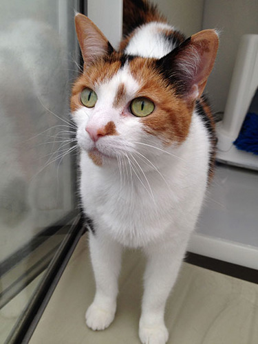 white, ginger and tabby cat