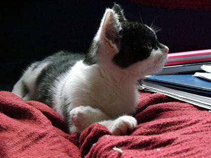 black and white cat lying on red blanket