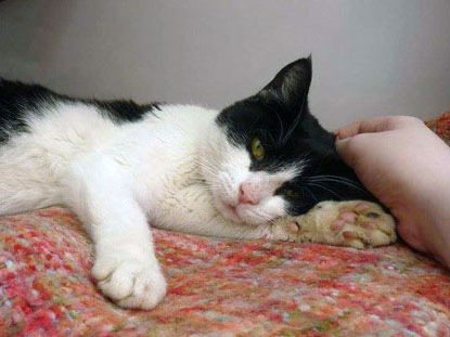 black and white cat on red blanket