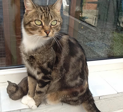 Tabby cat sitting on windowsill