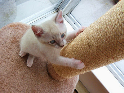 white kitten using scratch post