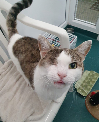 one-eyed tabby-and-white standing on white plastic chair