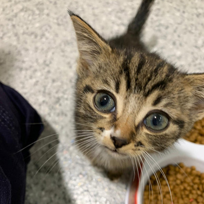 tabby kitten with blue eyes looking up at camera