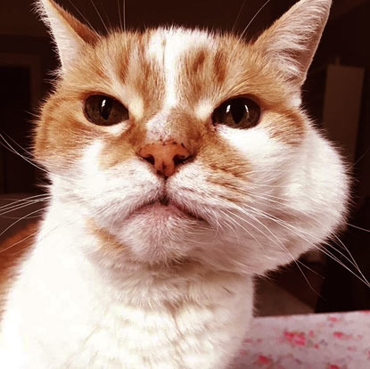 ginger and white cat with large lump in cheek