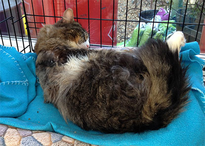 tabby cat grooming in cat pen