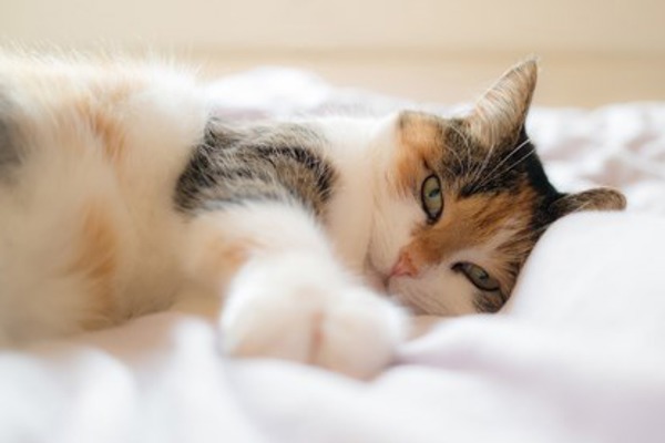 8 reasons why cats are the best pets