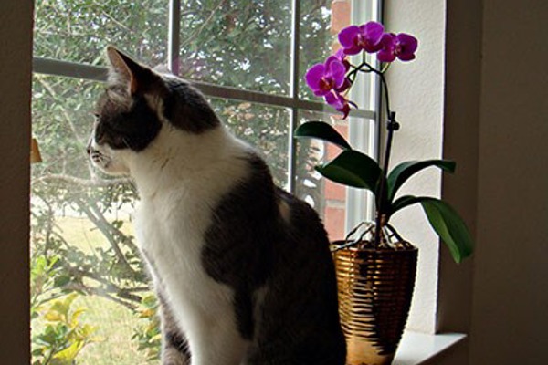 Caring for indoor cats – how to keep them safe and happy
