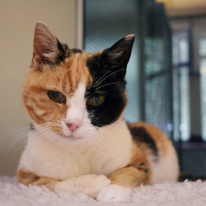 white and tortoiseshell cat sitting in cat pen