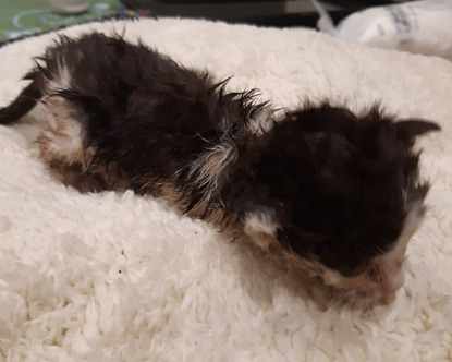 scruffy dirty black and white kitten on blanket