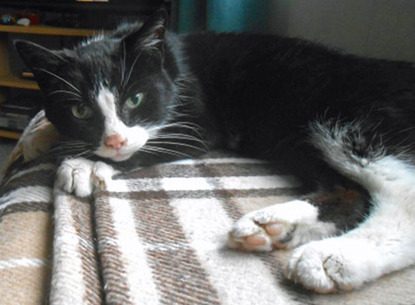 black and white cat on brown checked blanket