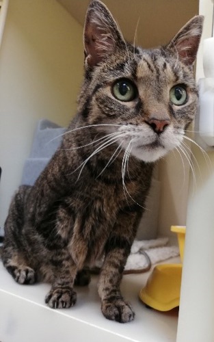 brown tabby cat sitting inside cat pen