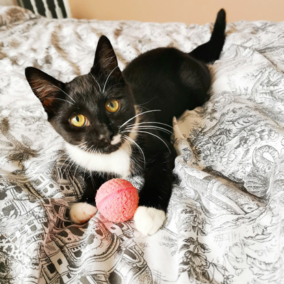 black-and-white kitten laying on grey patterned duvet with pink ball