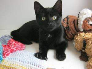 black cat lying on knitted blanket with teddies