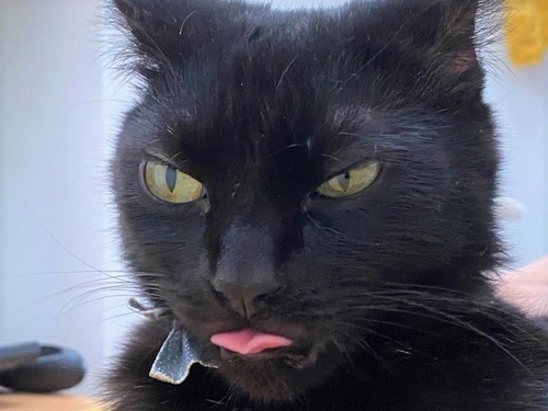 black cat sticking its tongue out