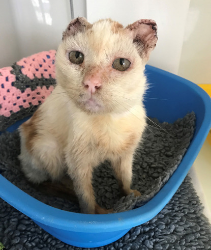 ginger and white cat with ears removed sitting in blue cat bed