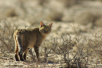 Brown African wildcat in the African savannah