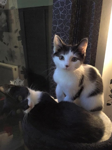 two black and white kittens in cat bed