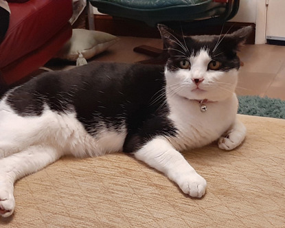 black-and-white cat lying on beige sofa