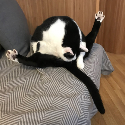 black-and-white cat grooming itself with legs in the air