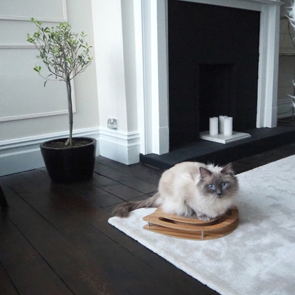 white-and-cream Ragdoll cat sat on wooden cat toy