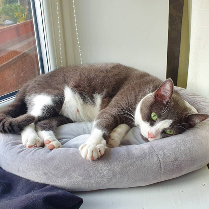 grey-and-white cat lying on grey cat bad