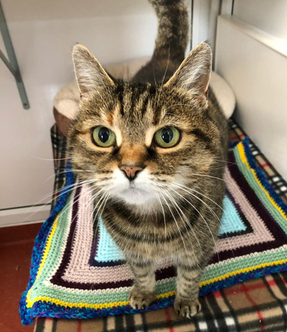 brown tabby cat standing on colourful knitted blanket