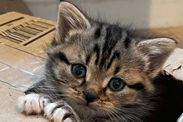 Kitten dumped in plastic box finds perfect new family