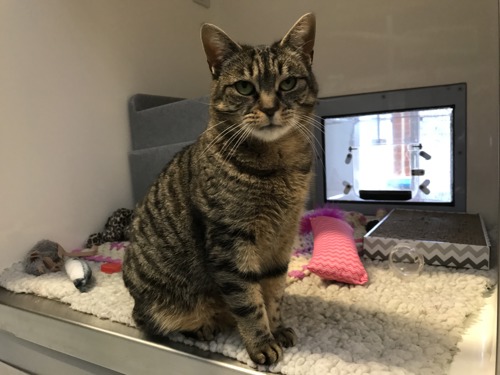 brown tabby cat sitting in cat pen