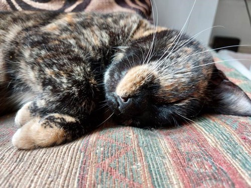 tortoiseshell cat asleep