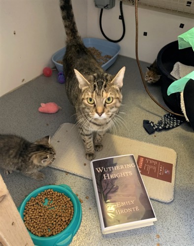 Brown tabby cat standing next to Wuthering Heights book