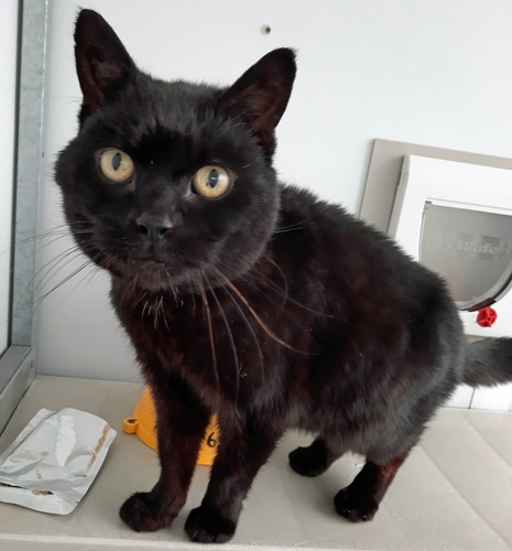 black cat standing in cat pen