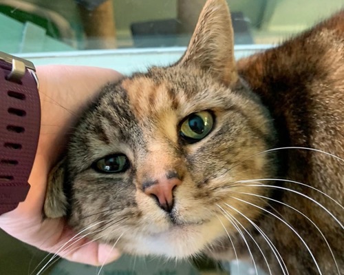 brown-and-ginger-tabby cat having head scratched by human hand