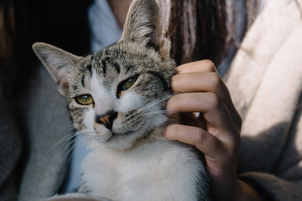 How to help your cat adjust to life after lockdown