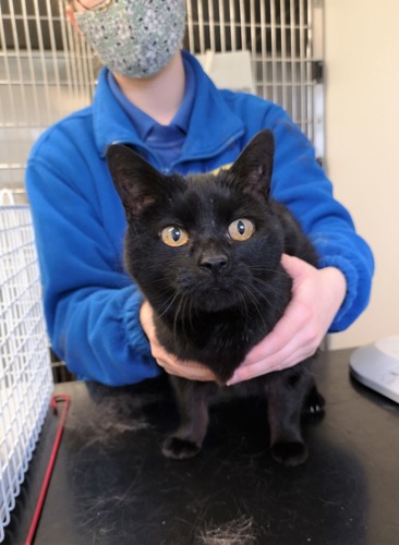 black cat being held on black table by person in blue Cats Protection fleece