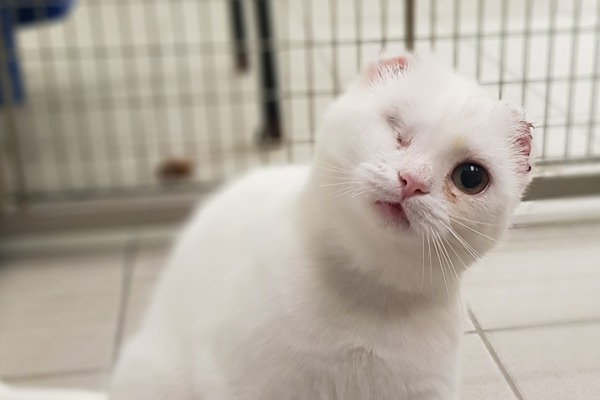 Smurf the cat has ear tips removed due to sun damage