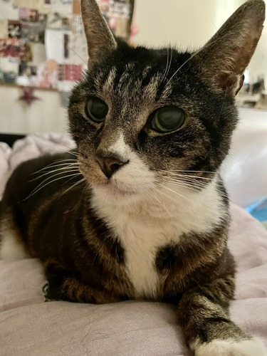 brown tabby-and-white cat lying on grey bedding