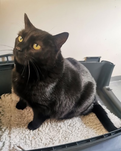 overweight black cat sitting on white fleece blanket