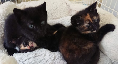 one black and two tortoiseshell kittens lying on white fleece blanket