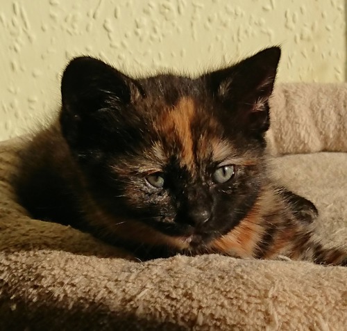 tortoiseshell kitten laying on brown fleece blanket