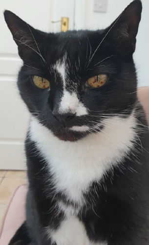 close-up of short-haired black-and-white cat