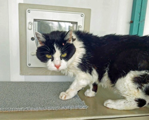 Black-and-white cat standing in front of cat flap in a cat pen