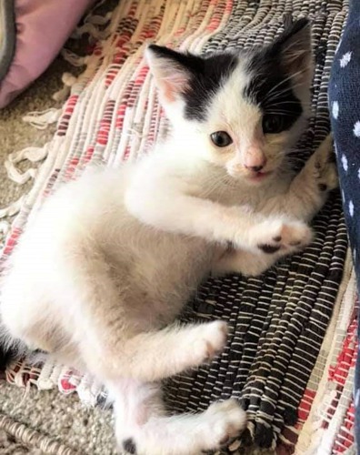 white-and-black kitten lying on multicoloured rug