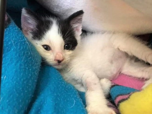 White-and-black kitten lying on blue blanket