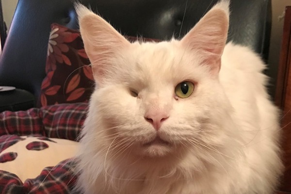 Nelson’s new home with carer who helped nurse him back to health