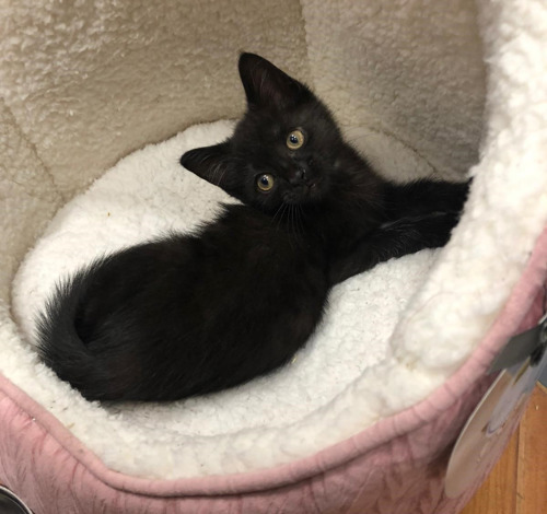 Black kitten lying in white fleece cat bed