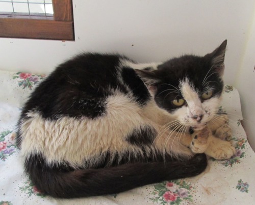 scruffy black-and-white cat lying on floral bedding