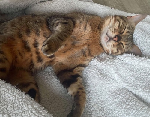 brown tabby cat lying on white fleece blanket with paws in the air