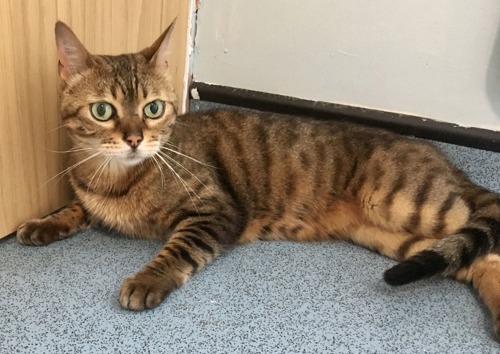 brown tabby cat lying on blue linoleum floor