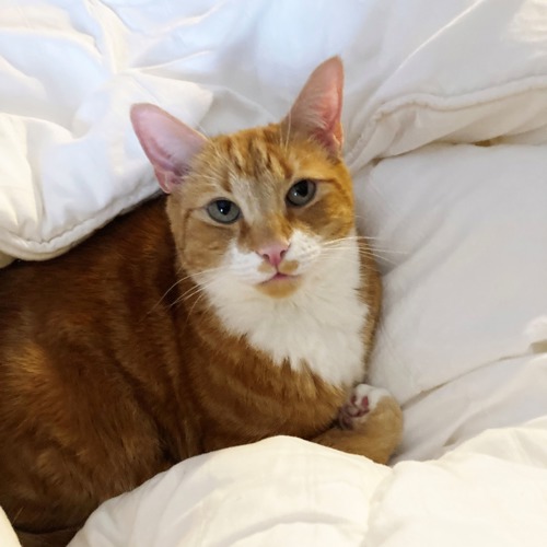 ginger-and-white cat lying on white duvet